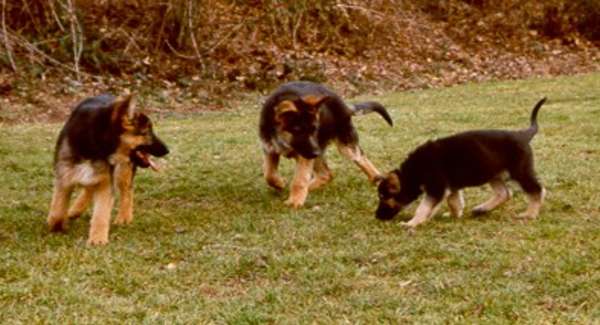 Dasty als Welpe mit Anderen.jpg